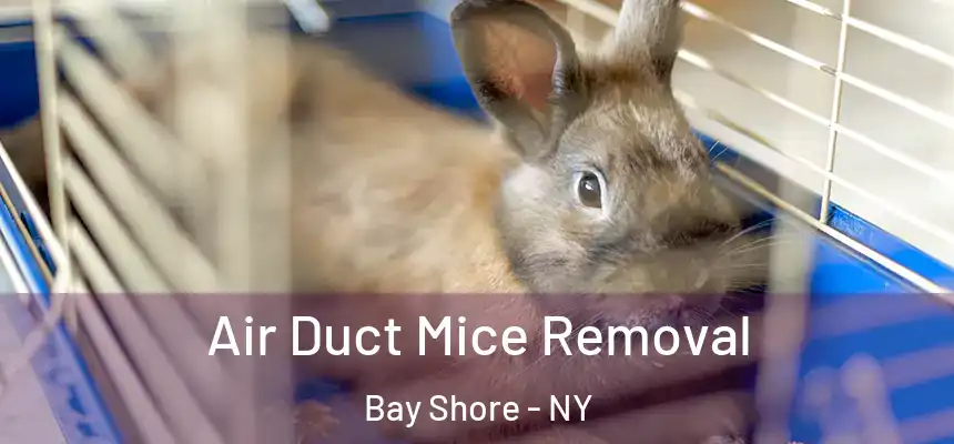 Air Duct Mice Removal Bay Shore - NY